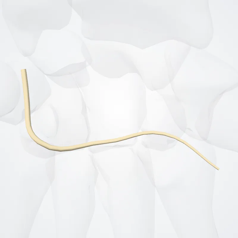 Ramus profundus nervi ulnaris (Deep branch of ulnar nerve) hervorgehoben in einem 3D-Modell des menschlichen Körpers