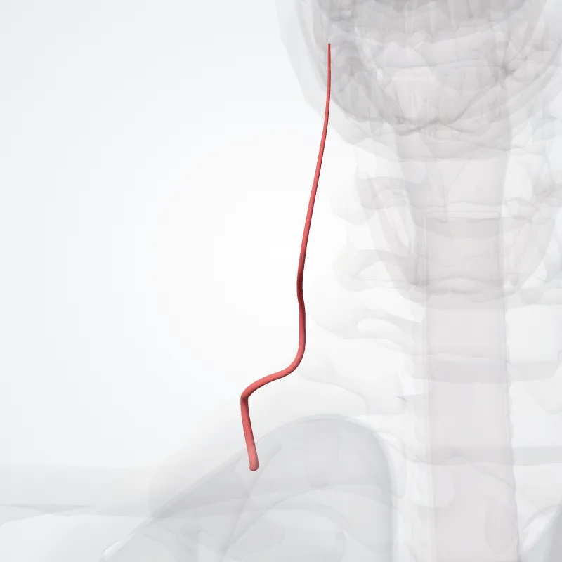 Deep cervical artery (Arteria cervicalis profunda) highlighted in a 3D model of the human body