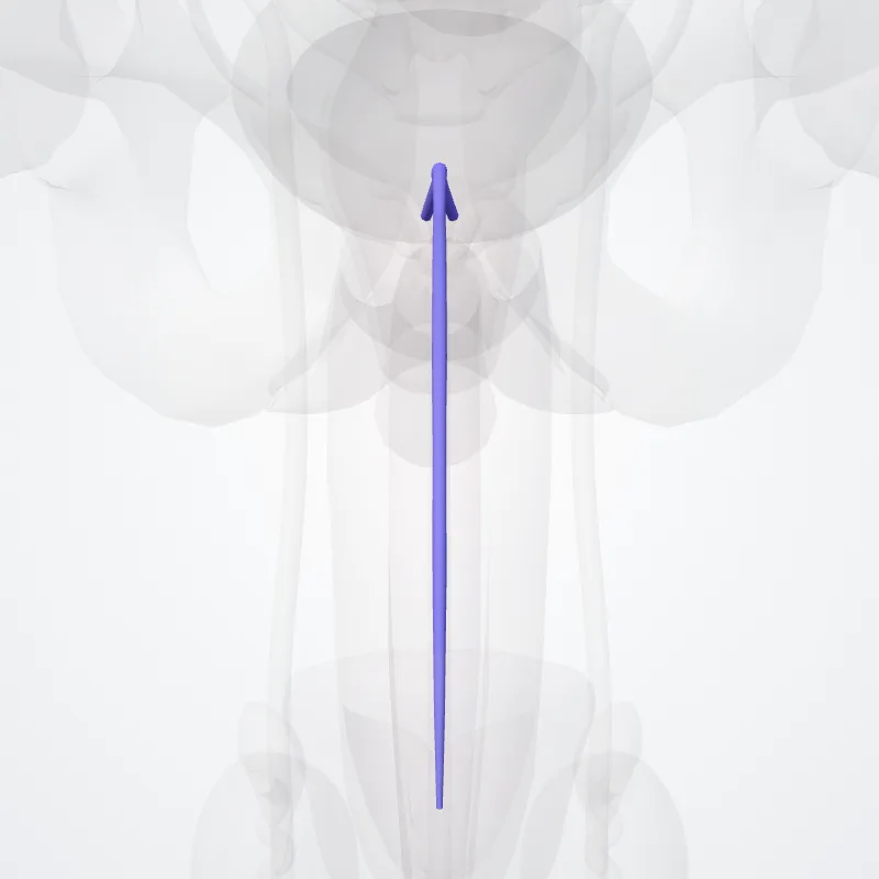 Deep dorsal vein of penis (Vena dorsalis profunda penis) highlighted in a 3D model of the human body
