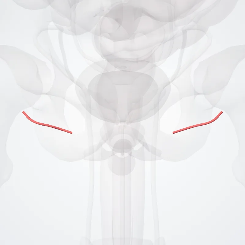 Deep external pudendal artery (Arteria pudendalis externa profunda) highlighted in a 3D model of the human body