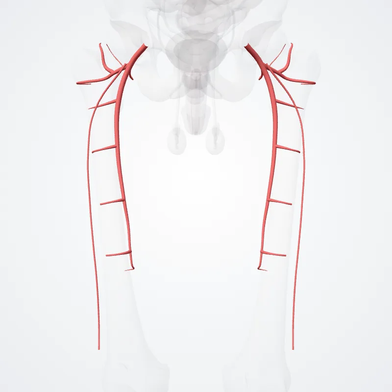 Arteria profunda femoris (Deep femoral artery) hervorgehoben in einem 3D-Modell des menschlichen Körpers