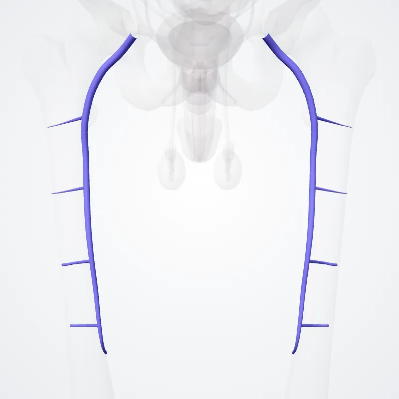 Vena profunda femoris (Deep femoral vein) hervorgehoben in einem 3D-Modell des menschlichen Körpers