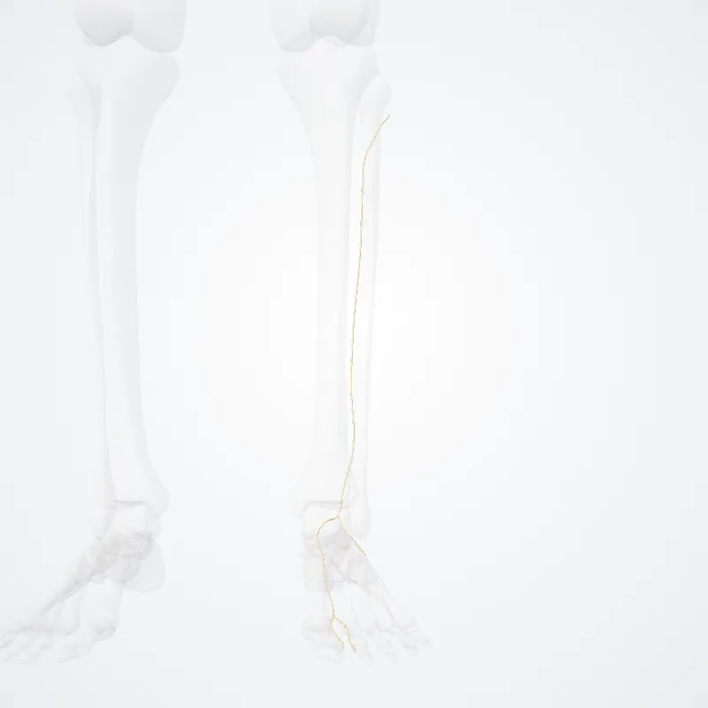 Deep fibular nerve (Nervus fibularis profundus) highlighted in a 3D model of the human body