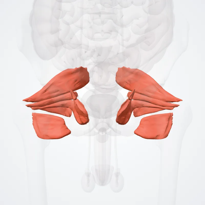 Musculi glutei profundi (Deep gluteal muscles) hervorgehoben in einem 3D-Modell des menschlichen Körpers