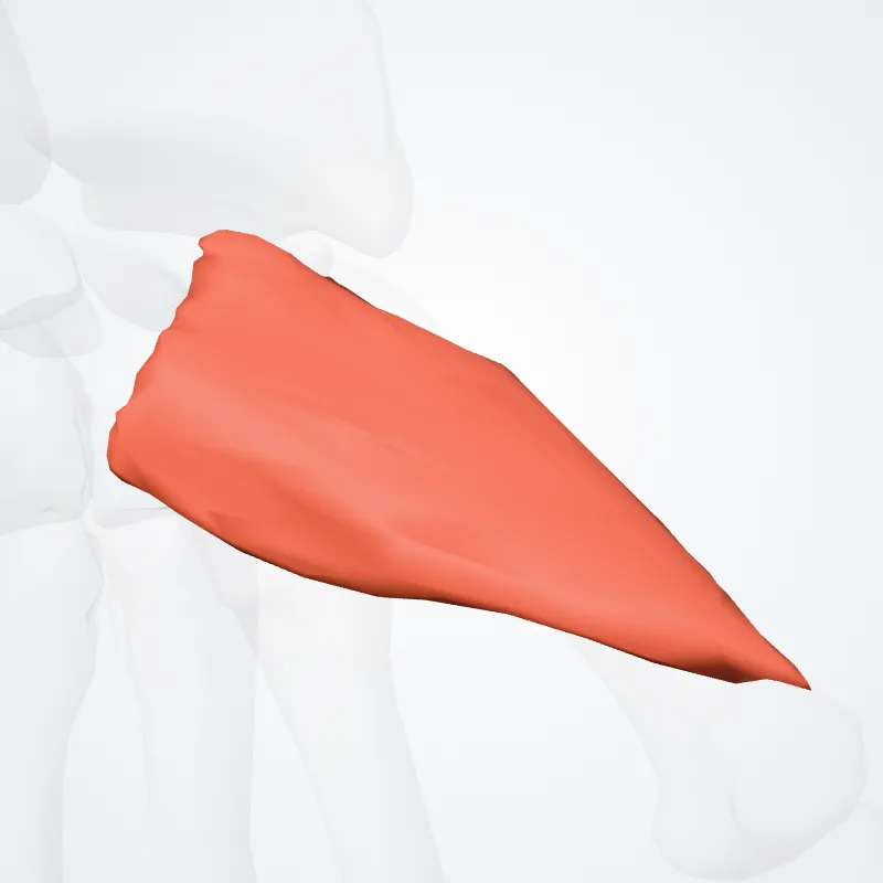 Caput profundum flexoris brevis pollicis (Deep head of flexor pollicis brevis) hervorgehoben in einem 3D-Modell des menschlichen Körpers