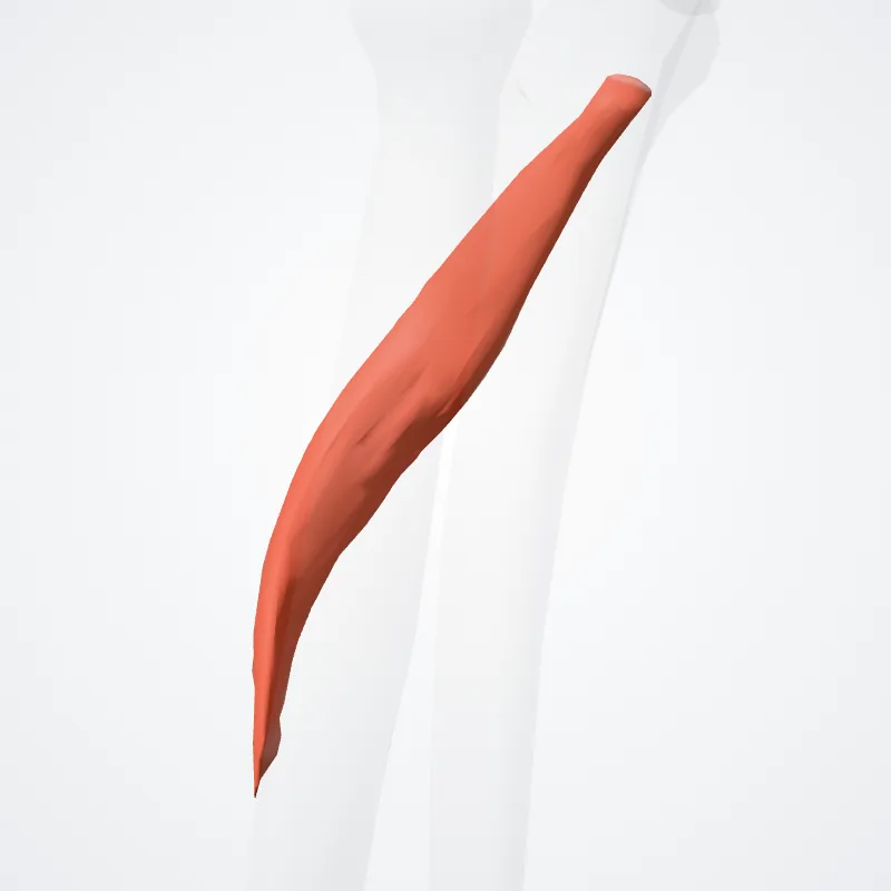Caput profundum pronatoris teretis (Deep head of pronator teres) hervorgehoben in einem 3D-Modell des menschlichen Körpers