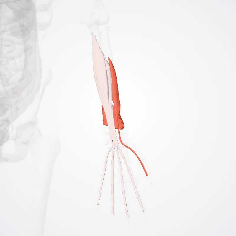 Pars profunda compartimenti anterioris antebrachii (Deep part of anterior compartment of forearm) hervorgehoben in einem 3D-Modell des menschlichen Körpers