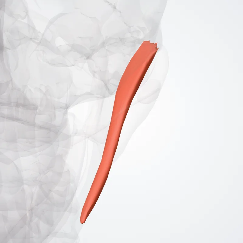 Pars profunda masseteris (Deep part of masseter) hervorgehoben in einem 3D-Modell des menschlichen Körpers