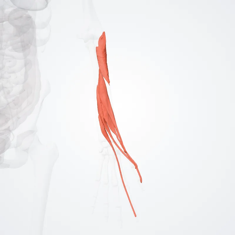 Deep part of posterior compartment of forearm (Pars profunda compartimenti posterioris antebrachii) highlighted in a 3D model of the human body