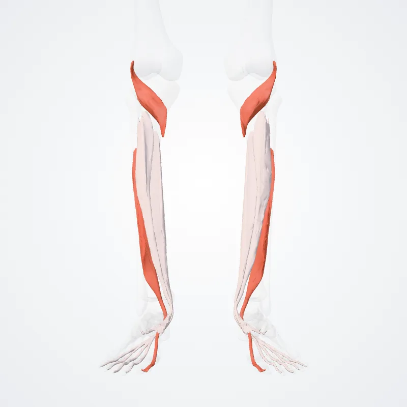 Deep part of posterior compartment of leg (Pars profunda compartimenti posterioris cruris) highlighted in a 3D model of the human body