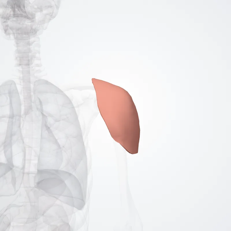 Regio deltoidea (Deltoid region) hervorgehoben in einem 3D-Modell des menschlichen Körpers