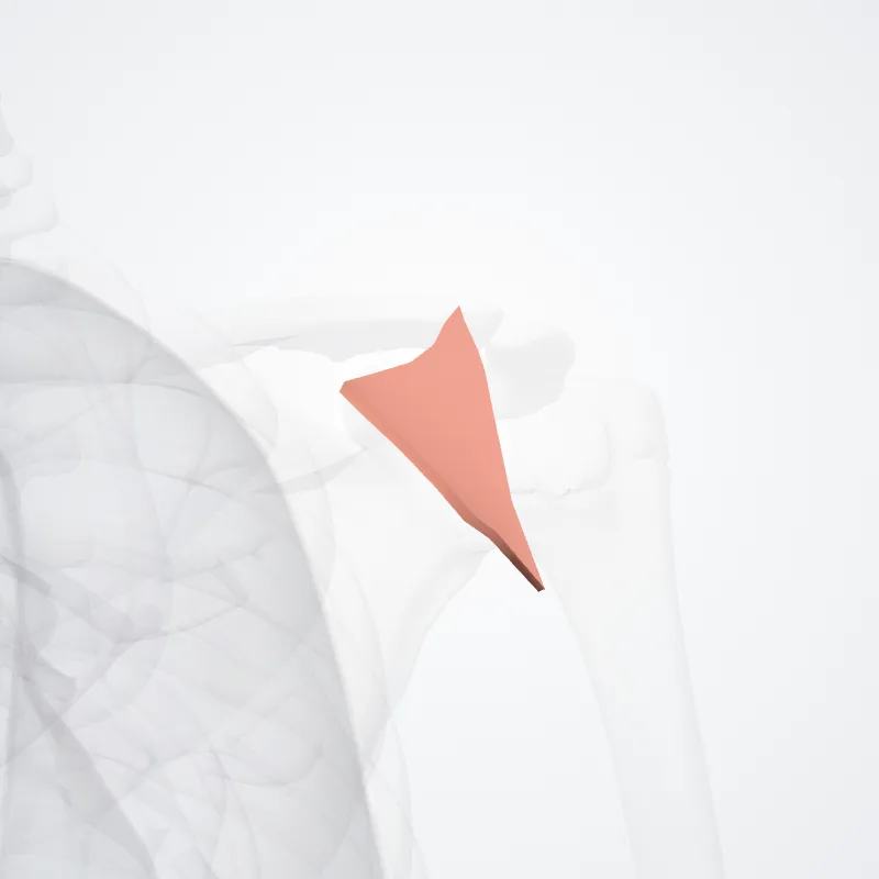 Deltopectoral triangle (Trigonum deltopectorale) highlighted in a 3D model of the human body