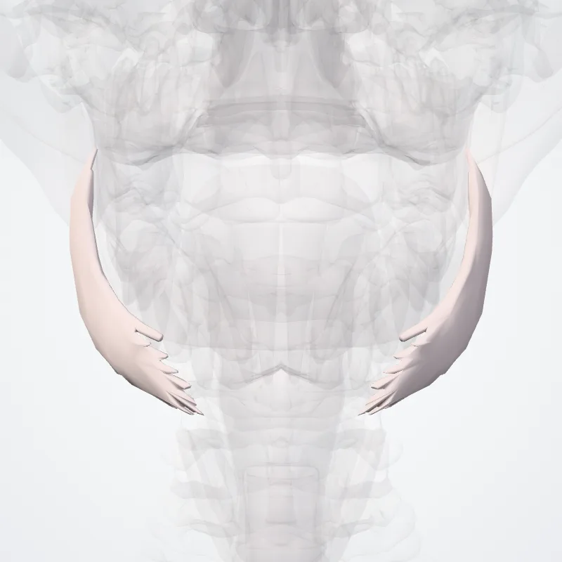 Depressor anguli oris highlighted in a 3D model of the human body