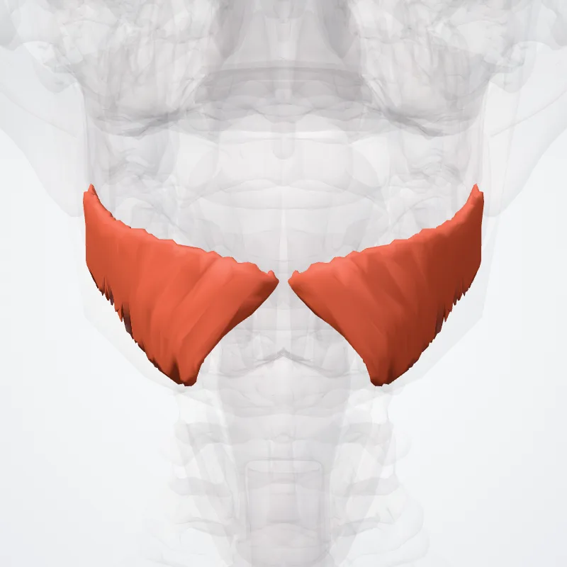 Depressor labii inferioris highlighted in a 3D model of the human body