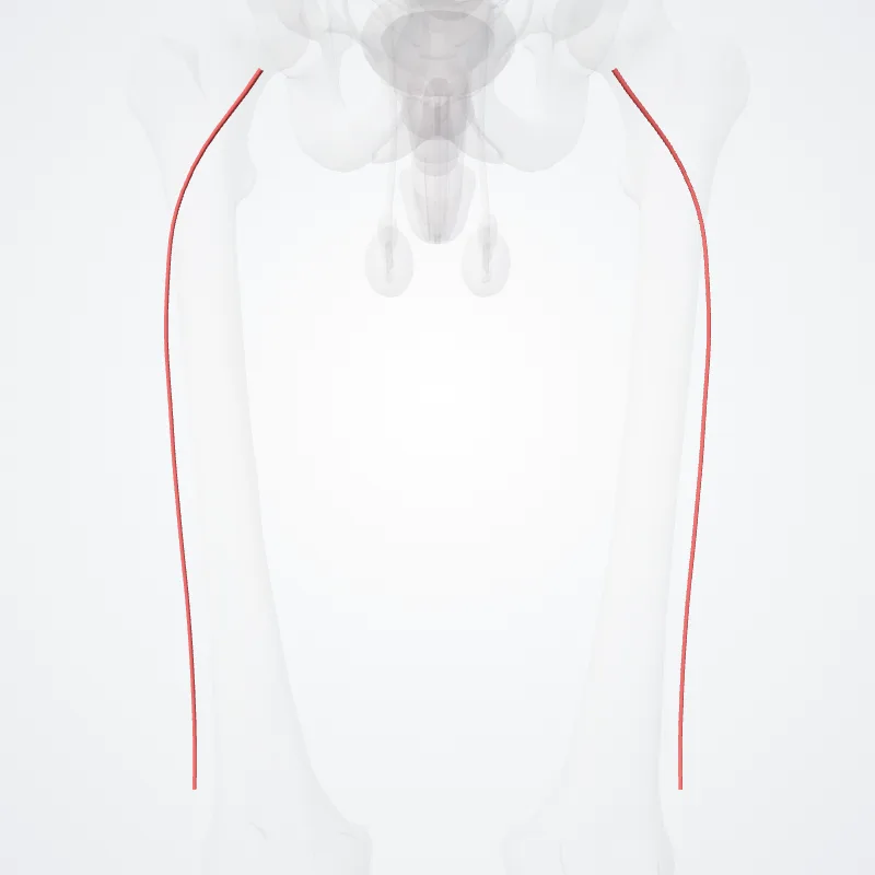 Descending branch of lateral circumflex femoral artery (Ramus descendens arteriae circumflexae lateralis femoris) highlighted in a 3D model of the human body