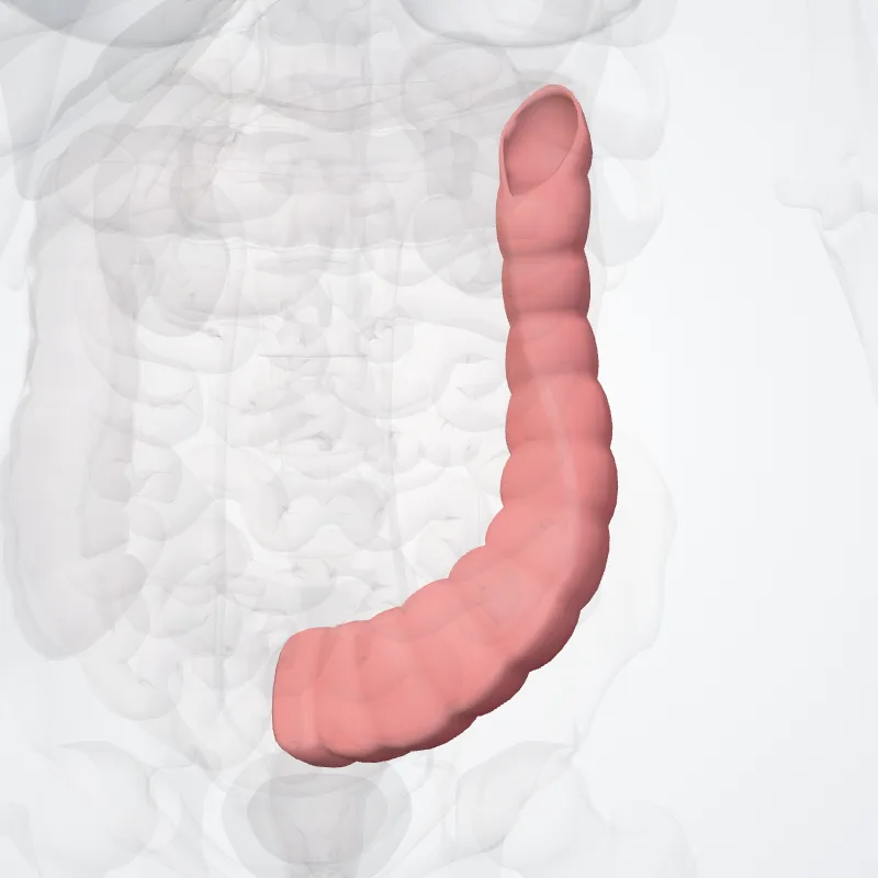Colon descendens (Descending colon) hervorgehoben in einem 3D-Modell des menschlichen Körpers