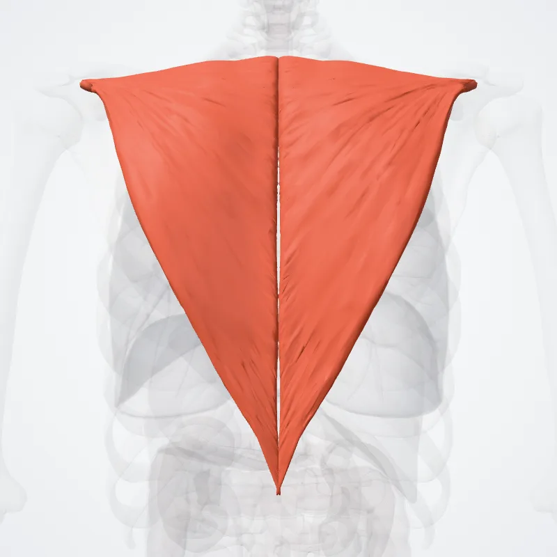 Descending part of trapezius muscle (Pars descendens musculi trapezii) highlighted in a 3D model of the human body