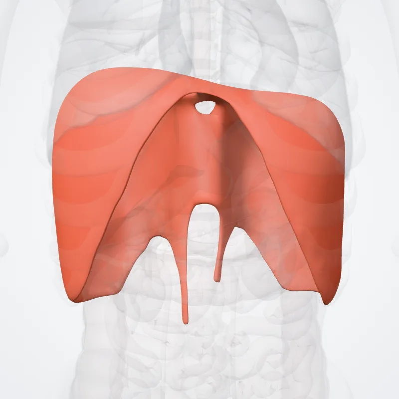 Diaphragma (Diaphragm) hervorgehoben in einem 3D-Modell des menschlichen Körpers