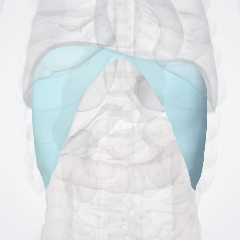 Fascia diaphragmatica (Diaphragmatic fascia) hervorgehoben in einem 3D-Modell des menschlichen Körpers