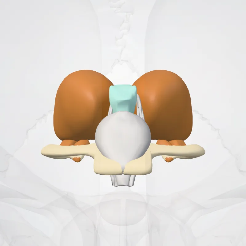 Diencephalon hervorgehoben in einem 3D-Modell des menschlichen Körpers