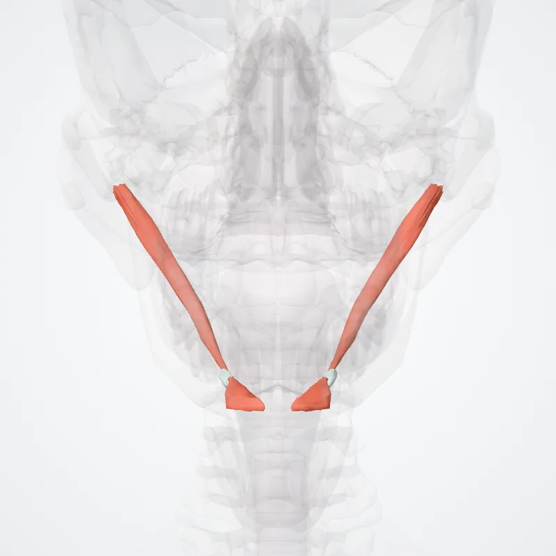 Musculus digastricus (Digastric muscle) hervorgehoben in einem 3D-Modell des menschlichen Körpers