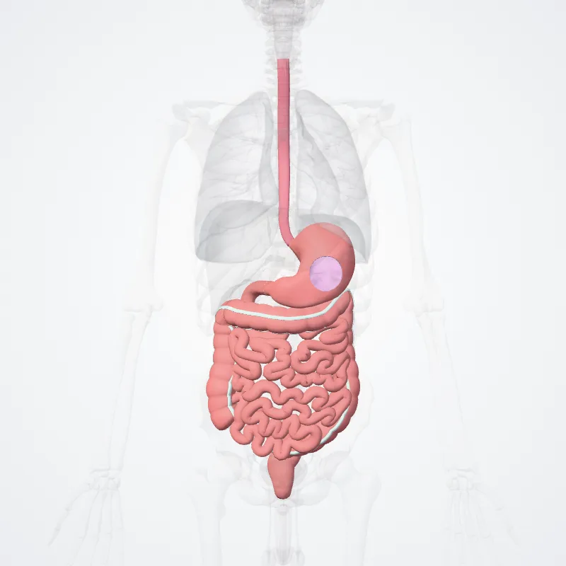 Digestive canal (Canalis digestorius) highlighted in a 3D model of the human body