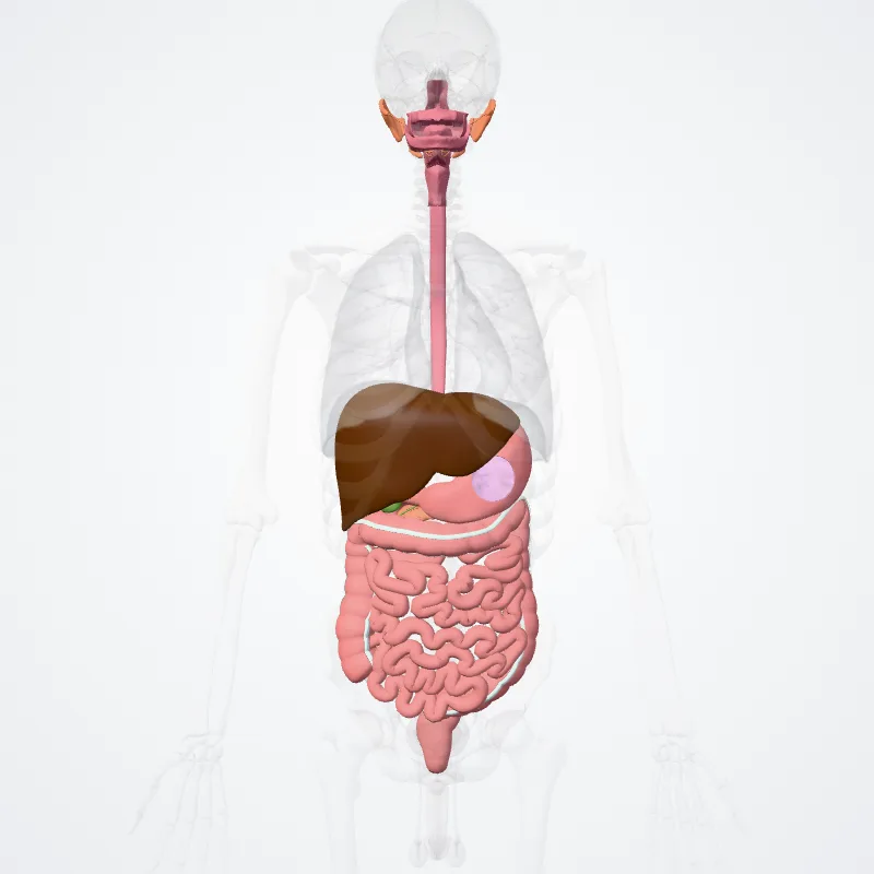 Systema digestorium (Digestive system) hervorgehoben in einem 3D-Modell des menschlichen Körpers
