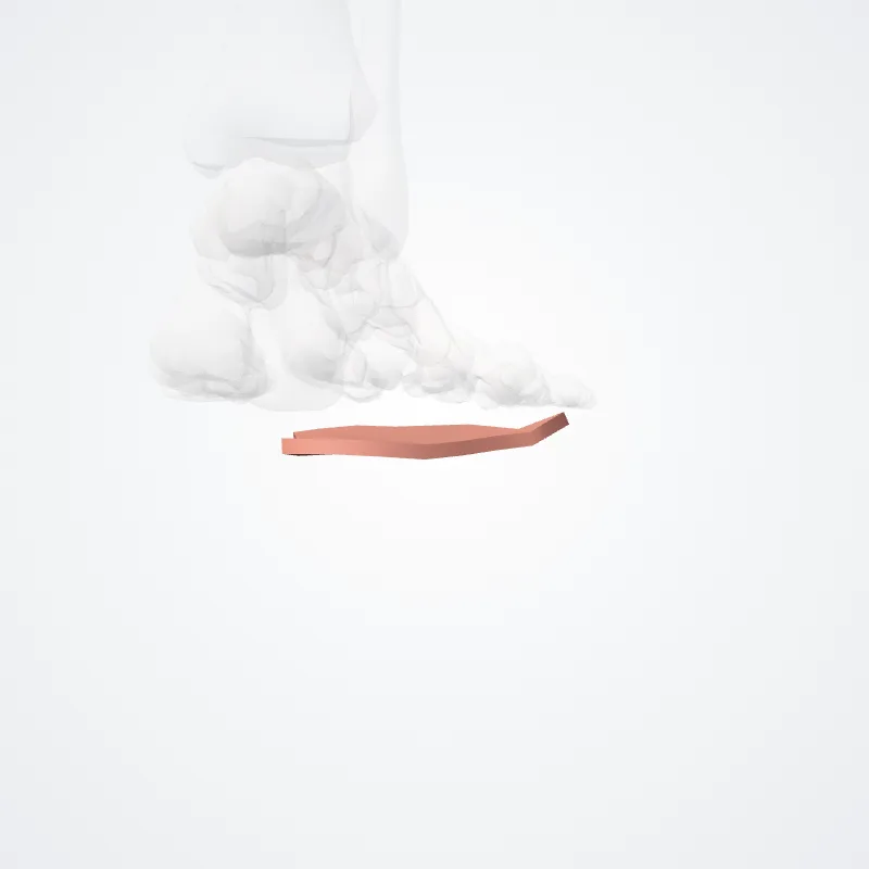 Arcus transversus distalis pedis (Distal transverse arch of foot) hervorgehoben in einem 3D-Modell des menschlichen Körpers
