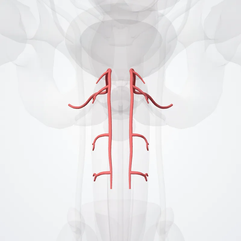 Dorsal artery of penis (Arteria dorsalis penis) highlighted in a 3D model of the human body