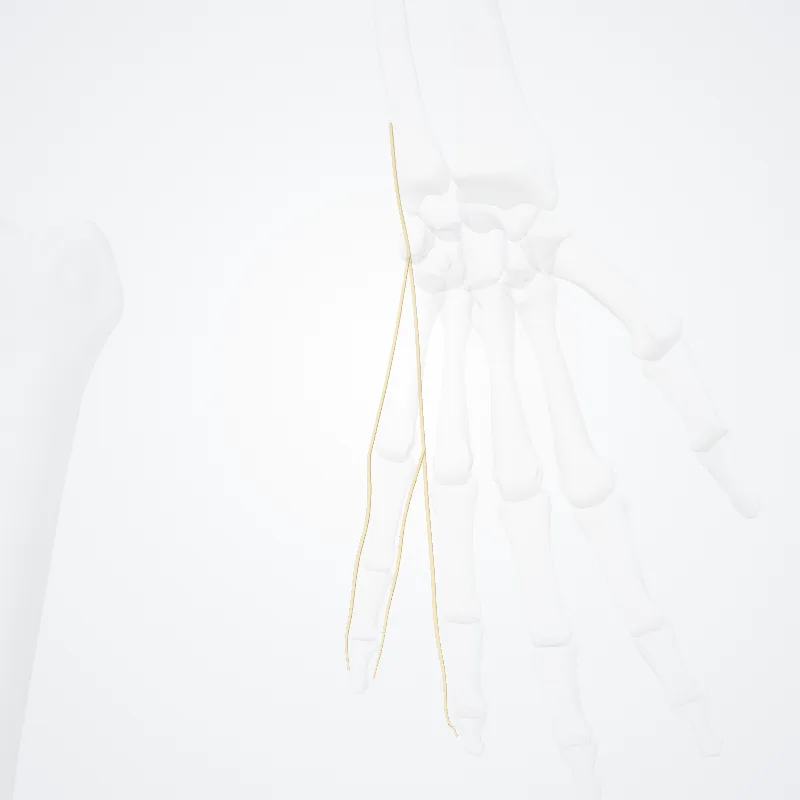 Dorsal branch of ulnar nerve (Ramus dorsalis nervi ulnaris) highlighted in a 3D model of the human body
