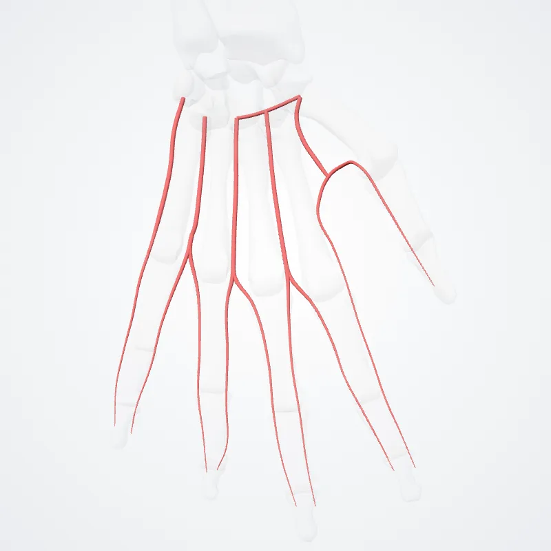 Rete dorsale carpi (Dorsal carpal anastomosis) hervorgehoben in einem 3D-Modell des menschlichen Körpers