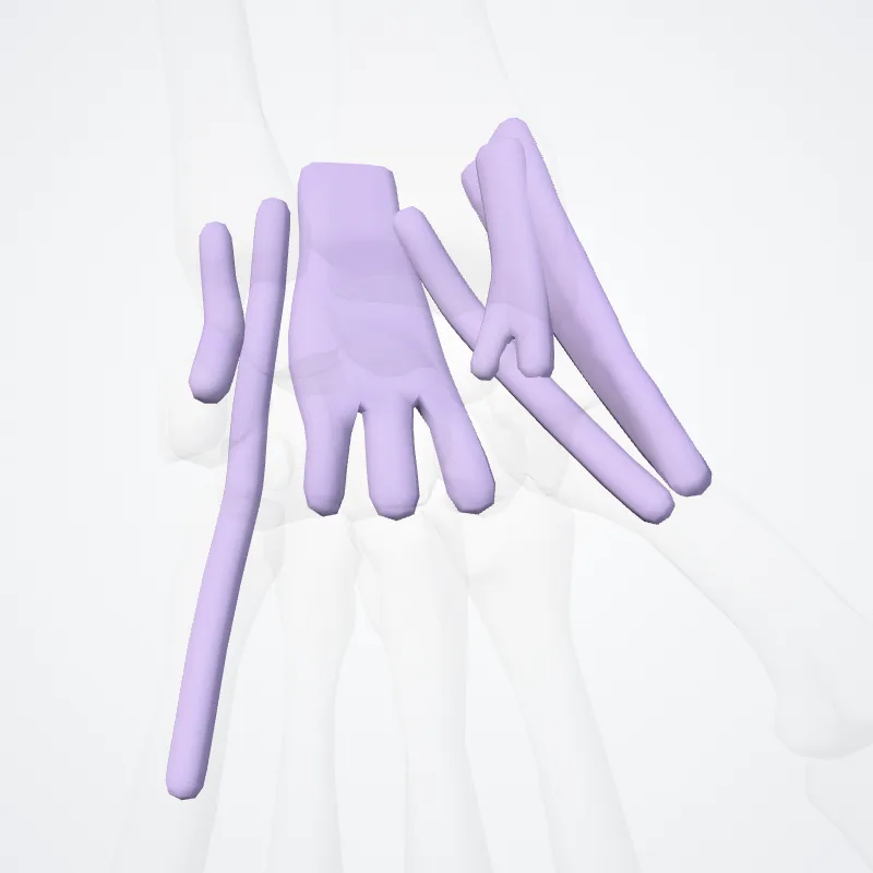 Vaginae carpeae dorsales tendinum (Dorsal carpal tendon sheaths) hervorgehoben in einem 3D-Modell des menschlichen Körpers