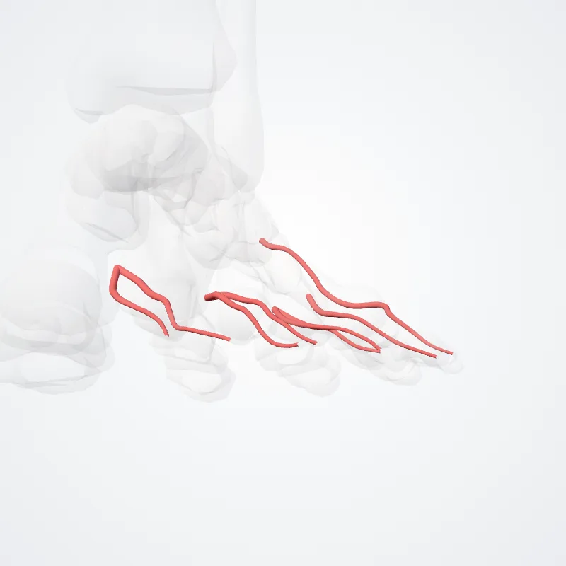 Arteriae digitales dorsales pedis (Dorsal digital arteries of foot) hervorgehoben in einem 3D-Modell des menschlichen Körpers