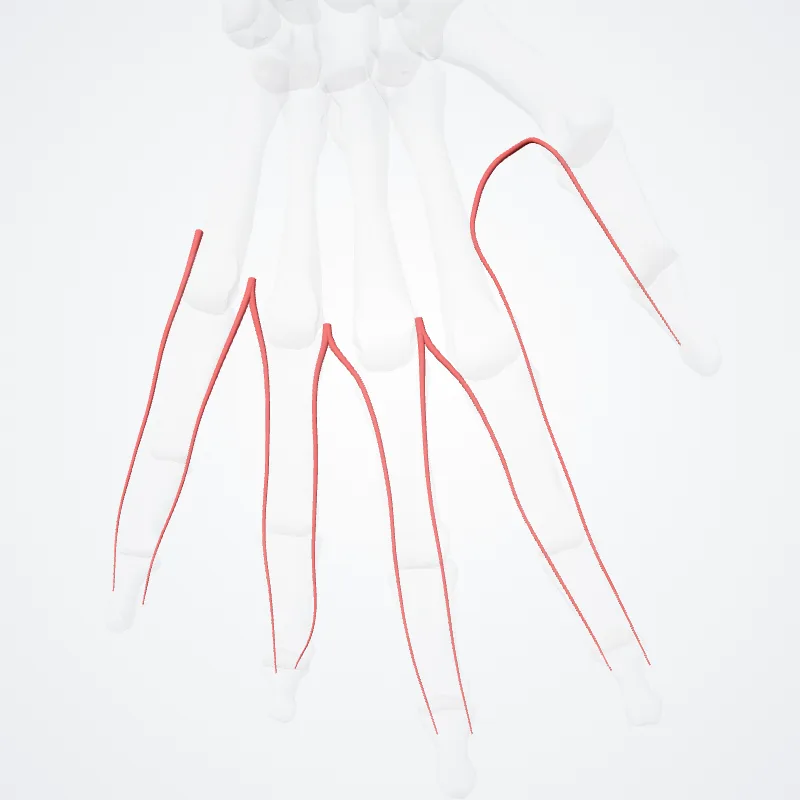 Arteriae digitales dorsales manus (Dorsal digital arteries of hand) hervorgehoben in einem 3D-Modell des menschlichen Körpers