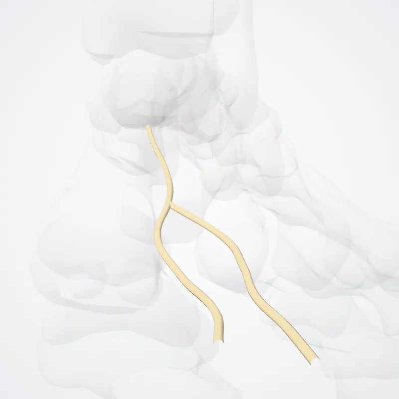 Rami digitales dorsales nervi fibularis profundi (Dorsal digital branches of deep fibular nerve) hervorgehoben in einem 3D-Modell des menschlichen Körpers