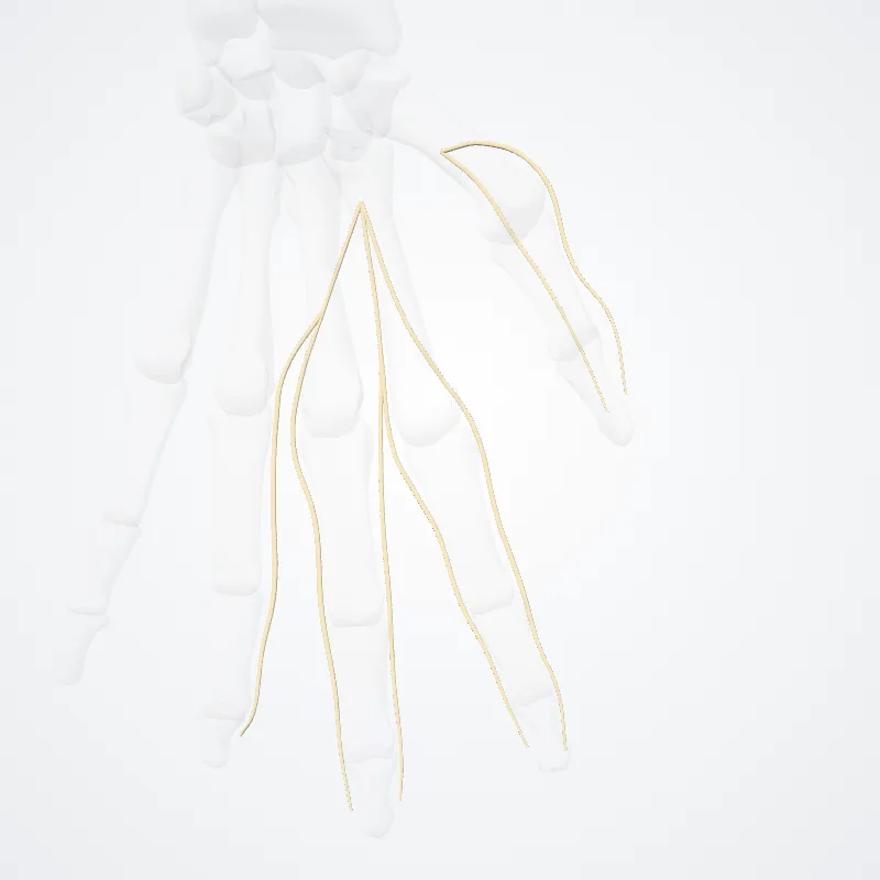 Dorsal digital branches of radial nerve (Rami digitales dorsales nervi radialis) highlighted in a 3D model of the human body