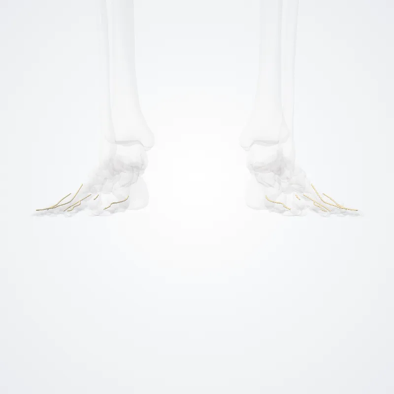 Rami digitales dorsales nervi fibularis superficialis (Dorsal digital branches of superficial fibular nerve) hervorgehoben in einem 3D-Modell des menschlichen Körpers