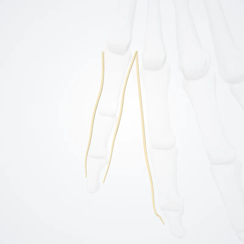 Dorsal digital branches of ulnar nerve (Rami digitales dorsales nervi ulnaris) highlighted in a 3D model of the human body