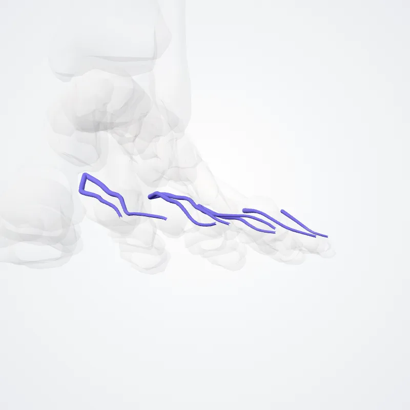 Venae digitales dorsales pedis (Dorsal digital veins of foot) hervorgehoben in einem 3D-Modell des menschlichen Körpers