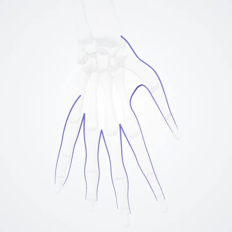 Venae digitales dorsales manus (Dorsal digital veins of hand) hervorgehoben in einem 3D-Modell des menschlichen Körpers