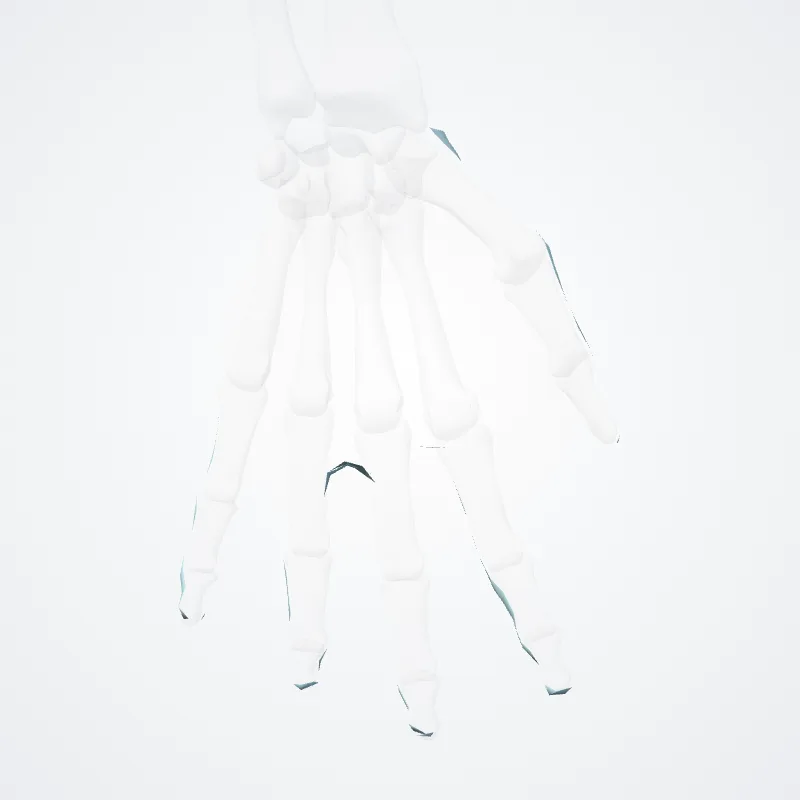 Dorsal fascia of hand (Fascia dorsalis manus) highlighted in a 3D model of the human body