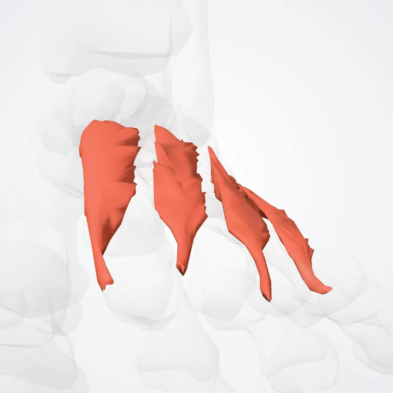 Musculi interossei dorsales pedis (Dorsal interossei muscles of foot) hervorgehoben in einem 3D-Modell des menschlichen Körpers