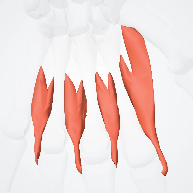 Musculi interossei dorsales manus (Dorsal interossei muscles of hand) hervorgehoben in einem 3D-Modell des menschlichen Körpers