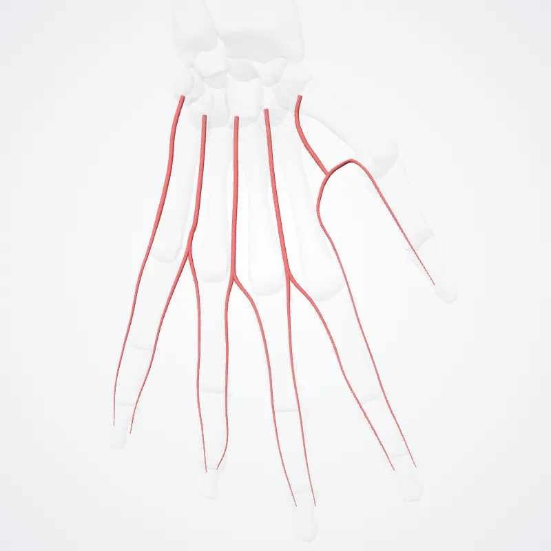 Arteriae metacarpeae dorsales (Dorsal metacarpal arteries) hervorgehoben in einem 3D-Modell des menschlichen Körpers