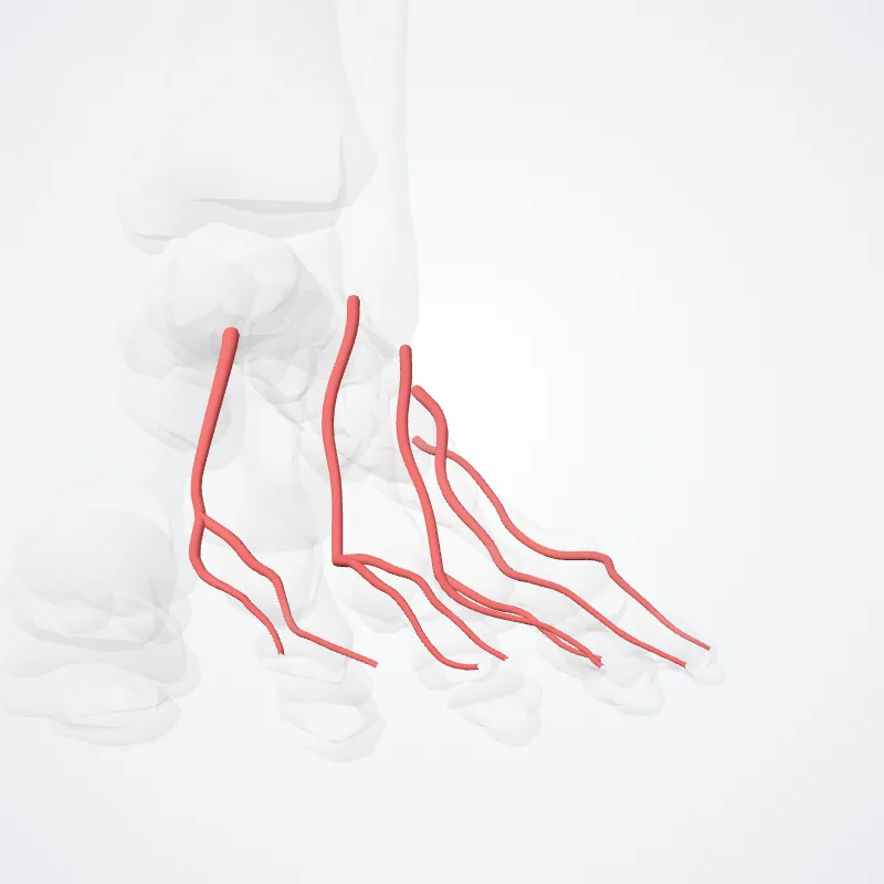 Arteriae metatarseae dorsales (Dorsal metatarsal arteries) hervorgehoben in einem 3D-Modell des menschlichen Körpers