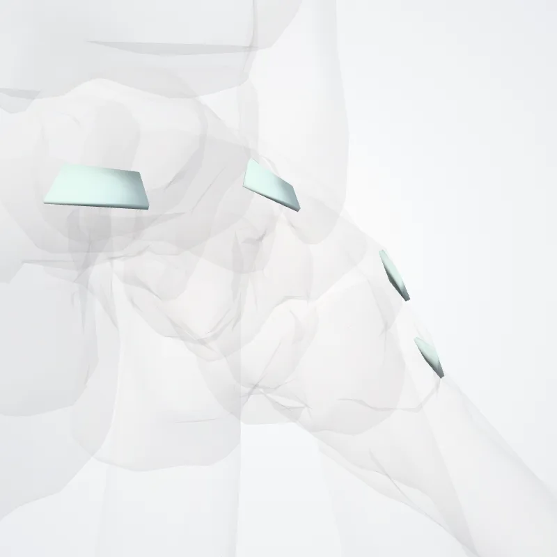 Dorsal metatarsal ligaments (Ligamenta metatarsea dorsalia) highlighted in a 3D model of the human body