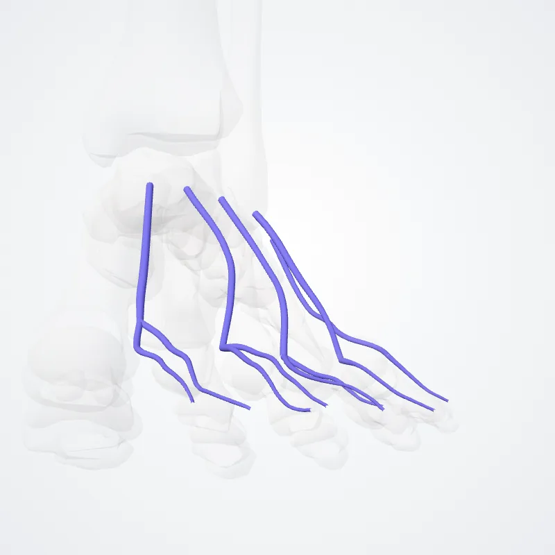 Venae metatarseae dorsales (Dorsal metatarsal veins) hervorgehoben in einem 3D-Modell des menschlichen Körpers