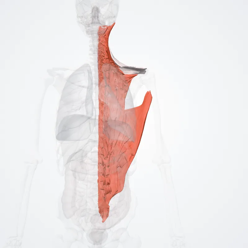 Dorsal part of muscular system (Pars dorsalis systematis muscularis) highlighted in a 3D model of the human body