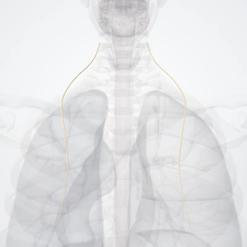 Nervus dorsalis scapulae (Dorsal scapular nerve) hervorgehoben in einem 3D-Modell des menschlichen Körpers