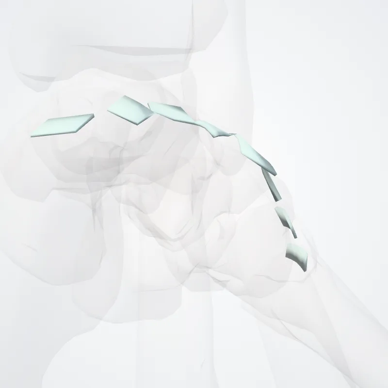 Dorsal tarsometatarsal ligaments (Ligamenta tarsometatarsea dorsalia) highlighted in a 3D model of the human body